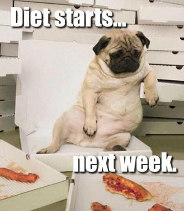 funny overweight dog will start diet
nextweek